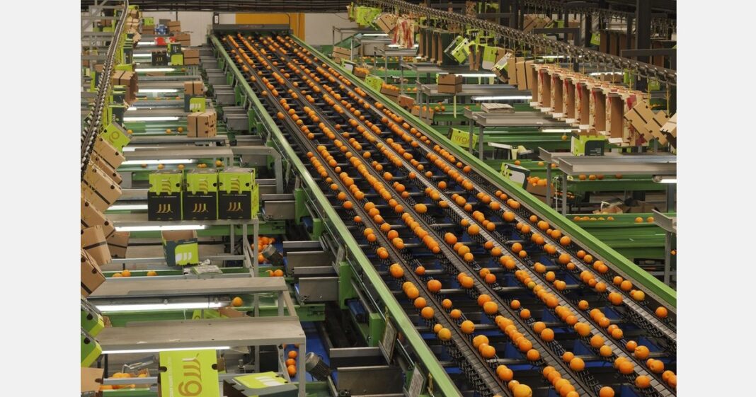 South African Citrus Growers Stay Dedicated to U.S. Market Despite Tariffs