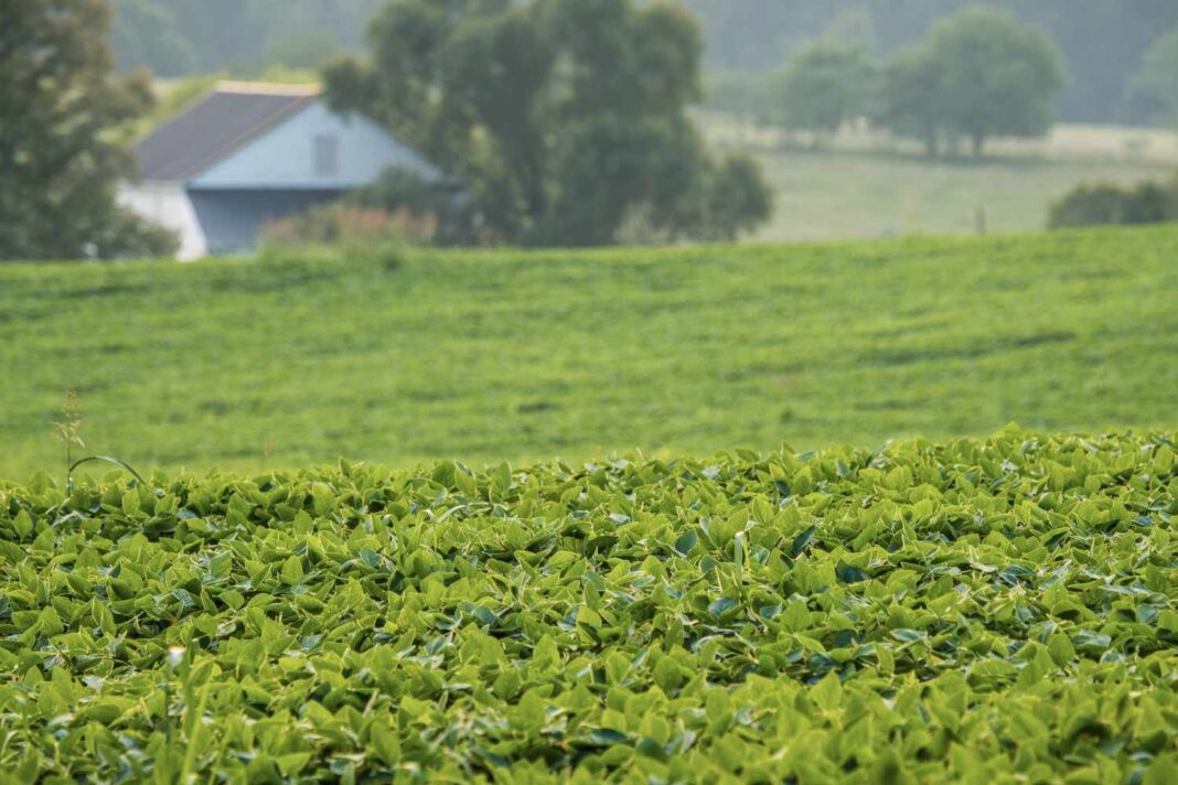 Should U.S. Farmers Consider Africa as the Next Major Market? Key Import Opportunities for Soybeans, Meal, and Oil