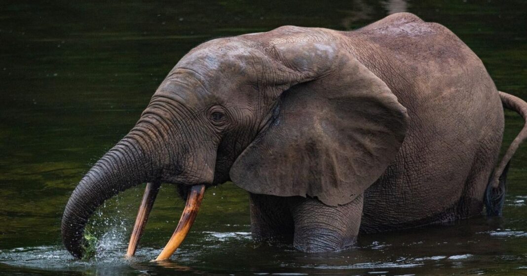 AI Listening Technology Launched to Combat Poaching | National