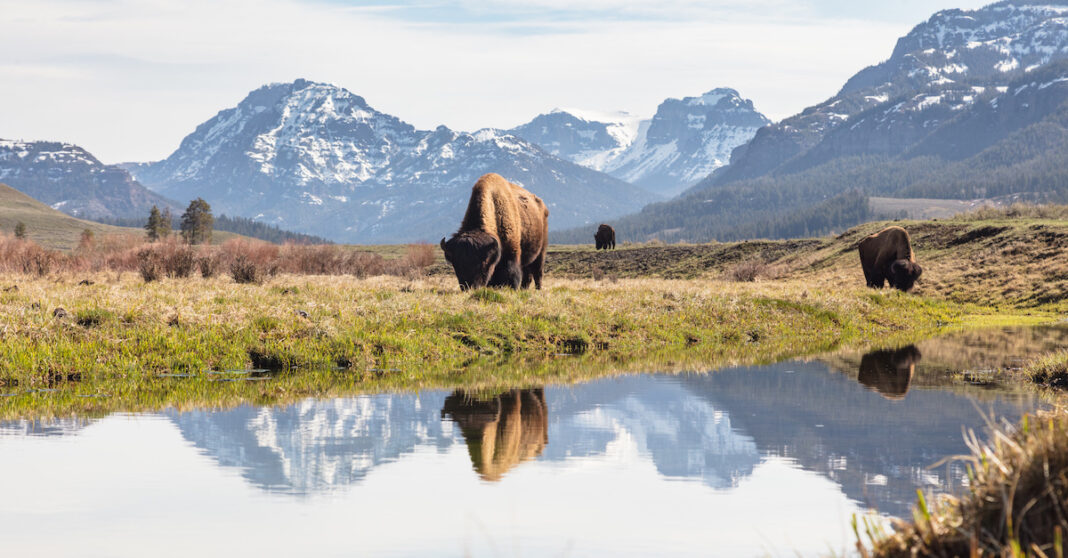 Visit USA Initiates Petition Opposing New National Park Entry Fees